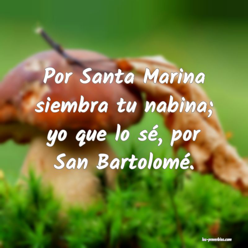 Por Santa Marina siembra tu nabina; yo que lo sé, por San Bartolomé.
